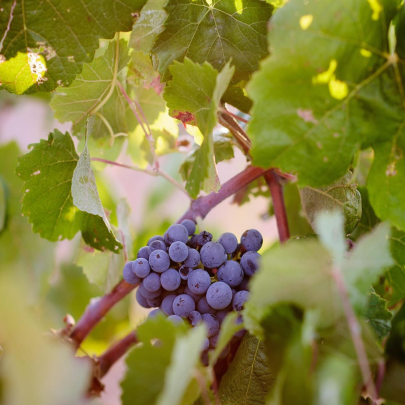 Eufemia Instagram harvest scene 6